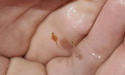 Brine shrimp cyst collection at Great Salt Lake up over 50%. Is the berm to thank?