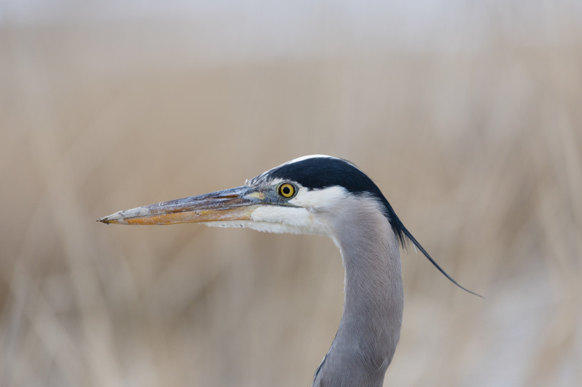 A great blue heron stands at the Great Salt Lake's Farmington Bay in Farmington on Sunday, Feb. 26, 2023.