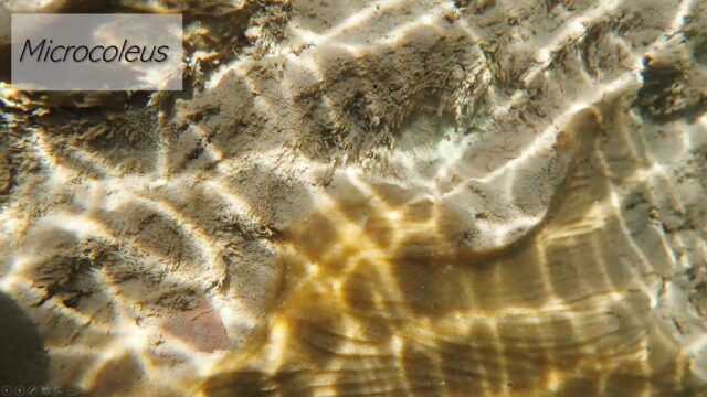Virgin river toxin update june 2021 stgnews 7 640x360