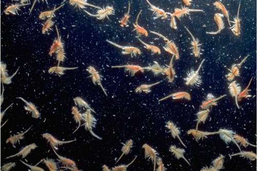 Brine shrimp (Artemia franciscana) from Great Salt Lake. | John P. George, Flickr
