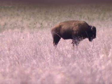 Bison on Antelope Island