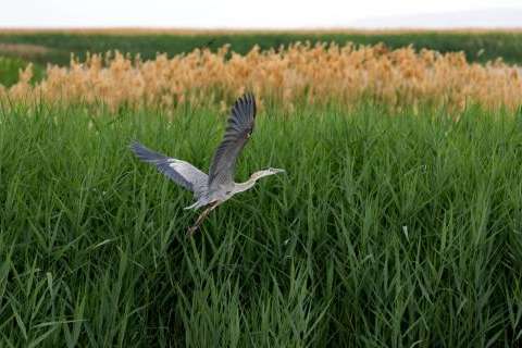 (Francisco Kjolseth | The Salt Lake Tribune) A great blue heron takes takes flight at Bear River Migratory Bird Refuge, a 74,000-acre nature reserve in the northern Great Salt Lake on Wednesday, June 23, 2021.