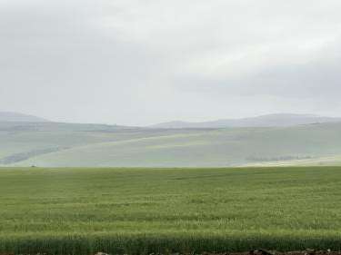 Crops grown outside Kinneret, Israel, on March 30, 2023. (Ben Winslow / FOX 13 News)