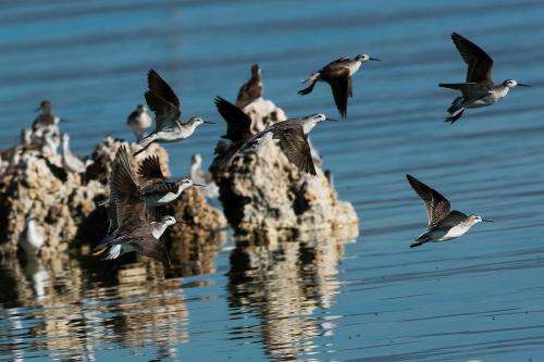Wilson’s phalaropes at Mono Lake, California. Photo credit: Ron Ozuna. Courtesy Center for Biological Diversity.