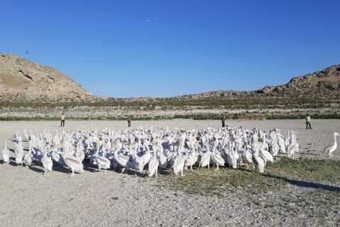 An undated photo of a pelican pod huddling around Gunnison Island. The island was once home to about 20,000 pelicans, but populations dwindled as the Great Salt Lake levels dropped. (Photo: Utah Division of Wildlife Resources)
