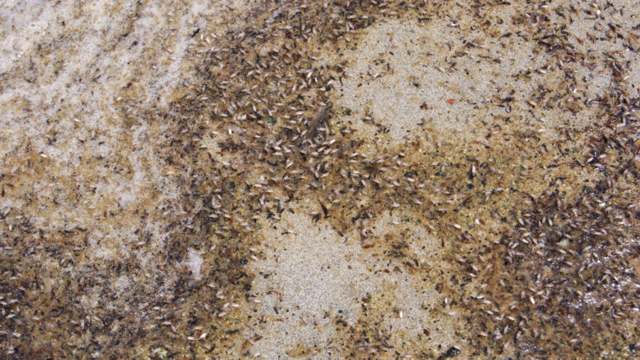 Brine flies on the shore of Great Salt Lake on Aug. 14, 2024. Westminster University's Great Salt Lake Institute has been granted $50,000 for brine fly research. (Mariah Maynes/KSL NewsRadio)